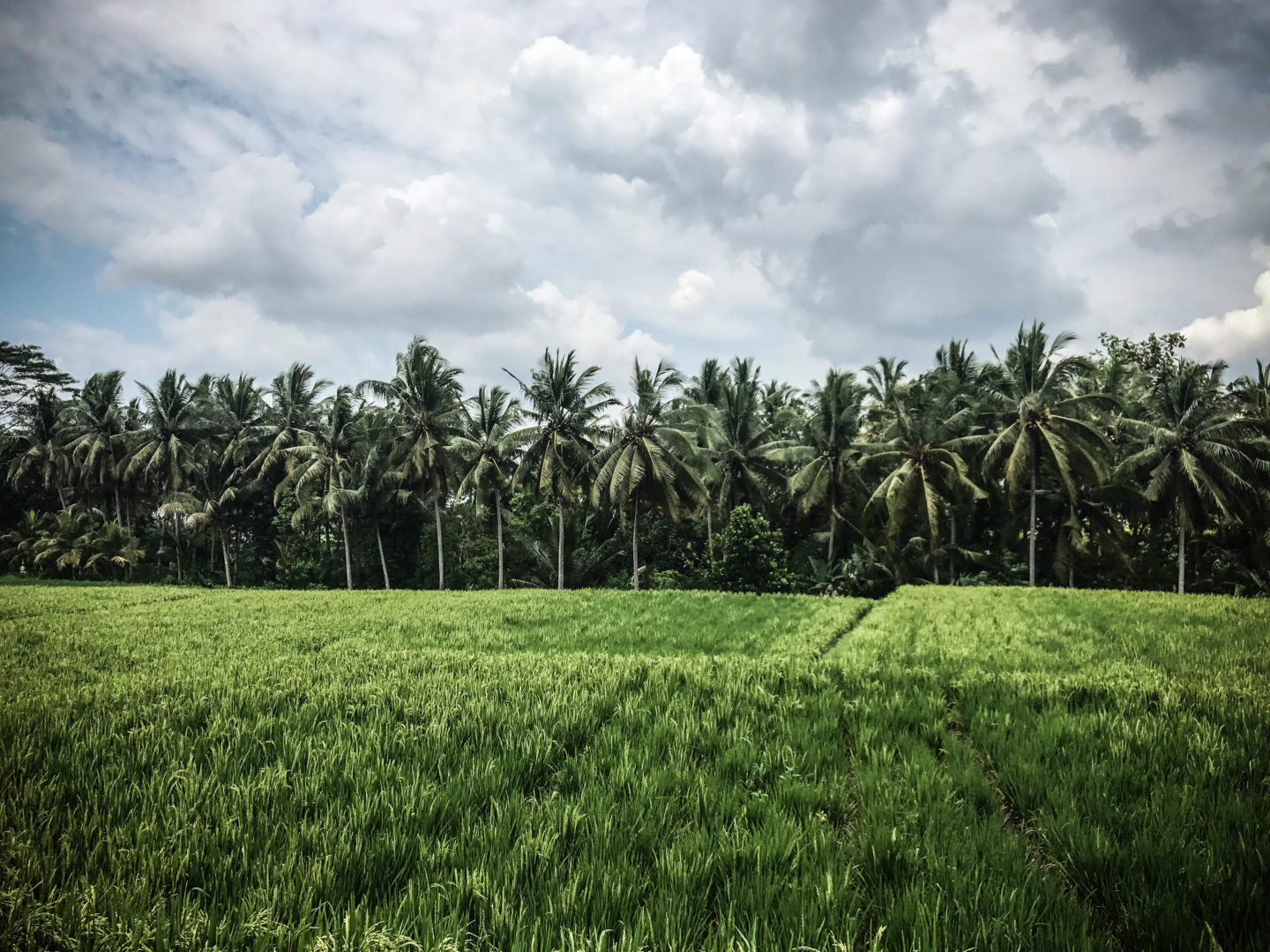 La route du riz Ubud Bali