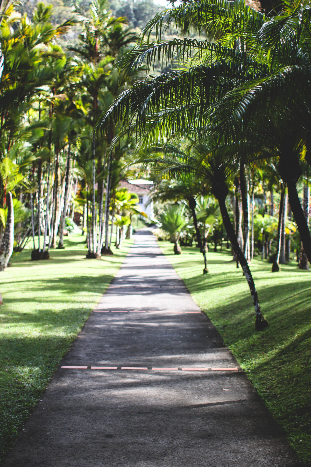 jardin de balata martinique marie and mood