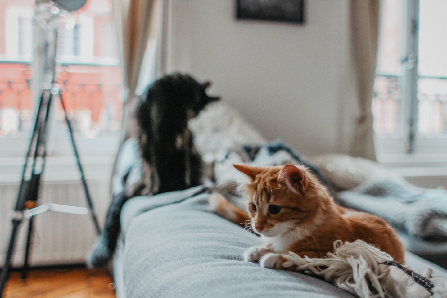 Berlioz et Scarlett chats adoptés