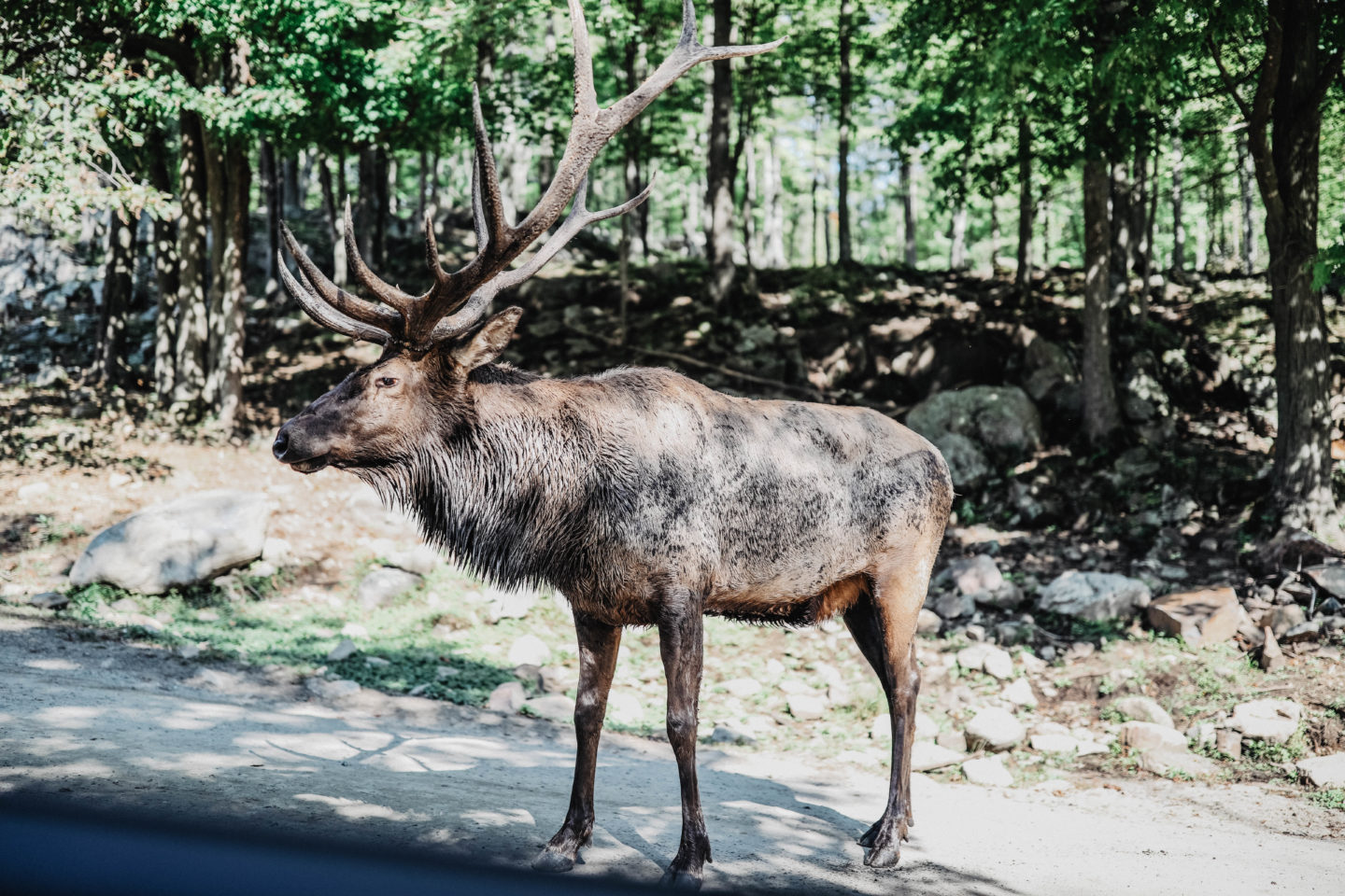 Cerf parc Oméga Canada marie and mood blog